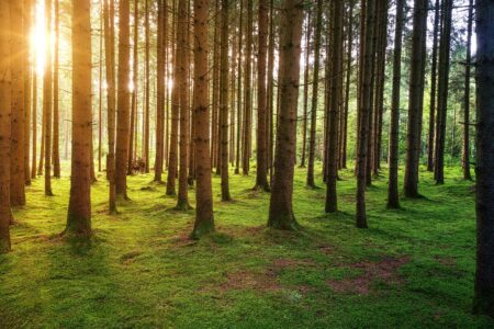 3 млрд дерев до 2030 року: Європейський Союз прийняв нову Лісову стратегію