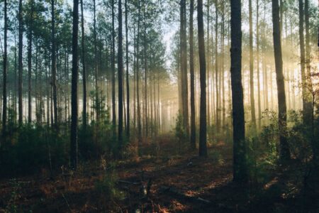 Україна приєдналася до Декларації про збереження і відновлення лісів