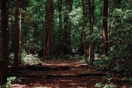 Міндовкілля затвердило перелік чужорідних видів дерев, заборонених у відтворенні лісів