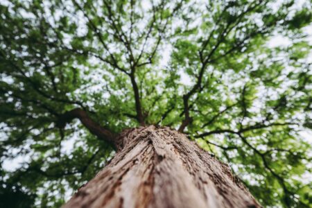 Європейські стандарти догляду за деревами, – український переклад