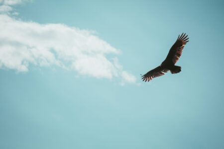 ЄС прагне спростити застосування правил охорони диких птахів без послаблення їх захисту
